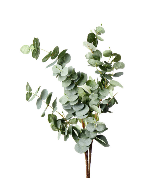 Beautiful fresh baby blue eucalyptus branches on white background - Foto, afbeelding