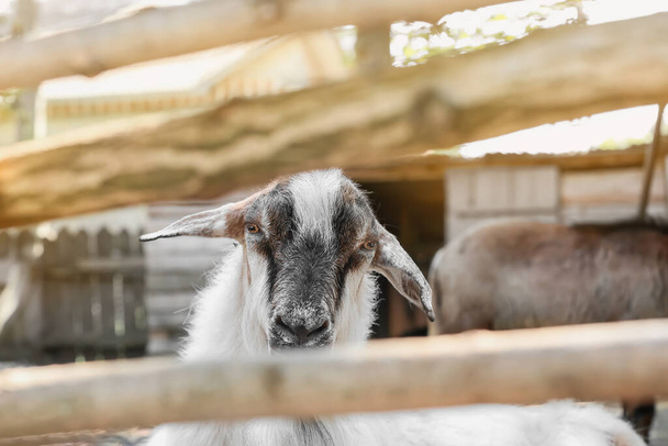 Cute funny goat on farm - Foto, Imagen