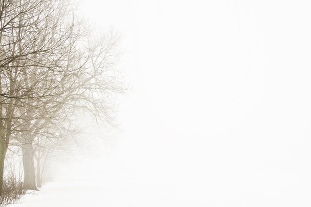 Albero invernale nella nebbia
 - Foto, immagini