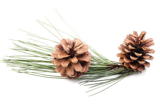 Bonitos cones de pinheiro e ramo de abeto no fundo branco - Foto, Imagem