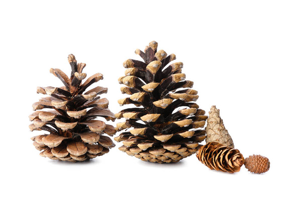 Hermosos conos de pino sobre fondo blanco - Foto, Imagen