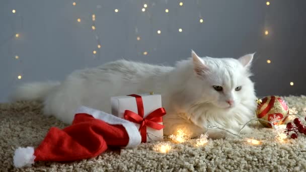 Egy fehér macska vár karácsonyra és szilveszterre egy füzérrel díszített szőnyegen.. - Felvétel, videó