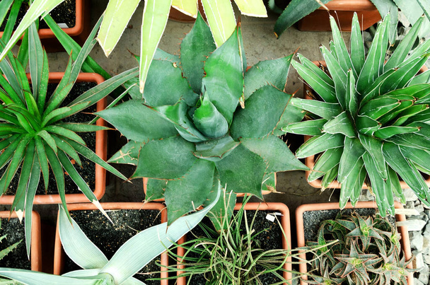 Succulenten met bladeren in potten en kassen. Selectieve focus. Verschillende soorten cactus - Foto, afbeelding