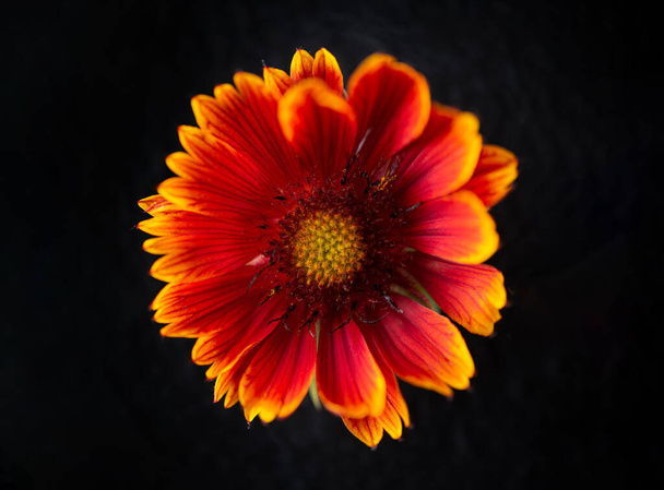 Studio shot of flower on black background. Selective focus. - Foto, imagen