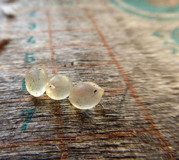 Три яйца насекомых
 - Фото, изображение