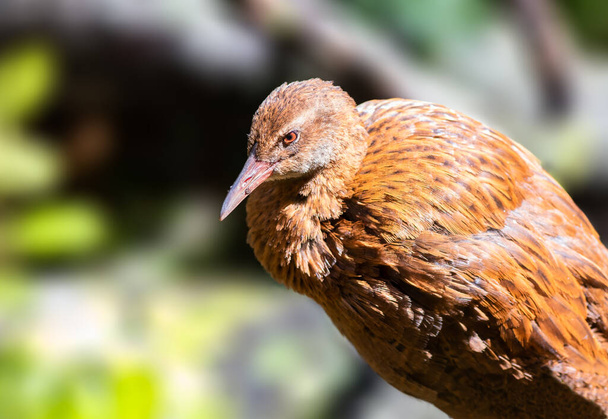 Weka bird basking in the sun in New Zeland - Photo, Image