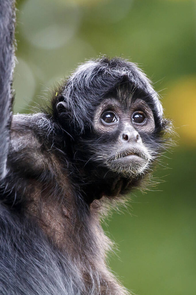 Columbian Spider Monkey (Ateles fusciceps rufiventris) with shiny eyes looking away - Фото, изображение