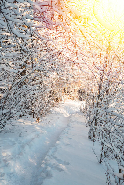 Nousevan auringon säteet lävistävät lumen peittämän puun oksat jäätyneen metsän taustaa vasten.. - Valokuva, kuva