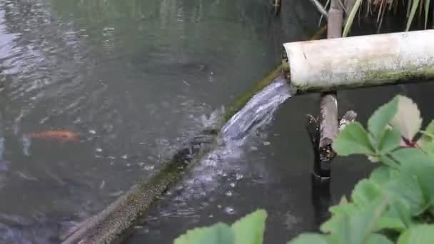 Woda płynie z brudnych białych rur w tradycyjnym indonezyjskim stawie rybnym - Materiał filmowy, wideo