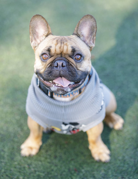 2-Year-Old fawn male Frenchie keeping warm. Off-leash dog park in Northern California. - 写真・画像