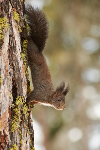 Squrrel on a larch - Photo, Image