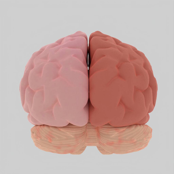 barva 3D ilustrace lidského mozku a jeho barva oddělené hemisféry na bílém pozadí. - Fotografie, Obrázek