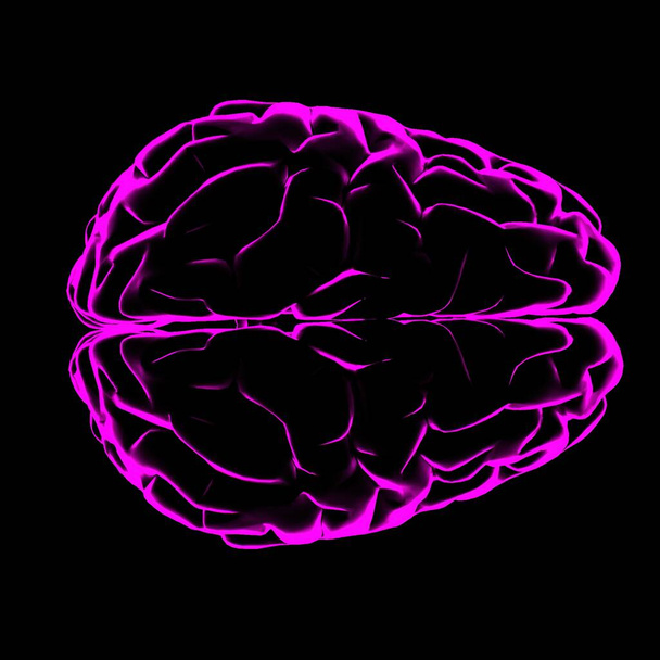 illustration 3D couleur du cerveau humain avec des contours lumineux rose sur fond noir - Photo, image