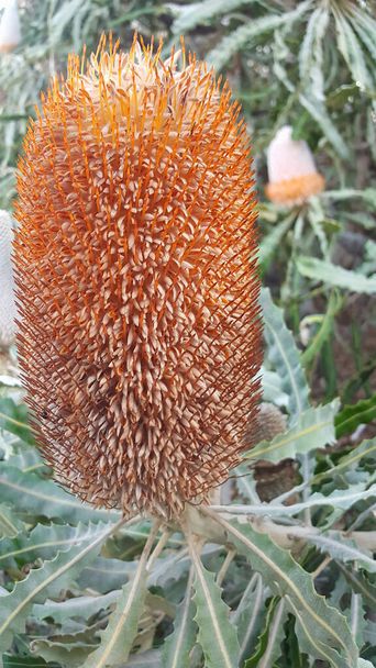Αυστραλιανά αγριολούλουδα Banksia Native φυτό έντονο πορτοκαλί λουλούδι - Φωτογραφία, εικόνα