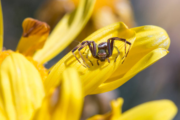 African Mask Spider (Synema imitatrix) sitting on a yellow daisy flower - Photo, Image