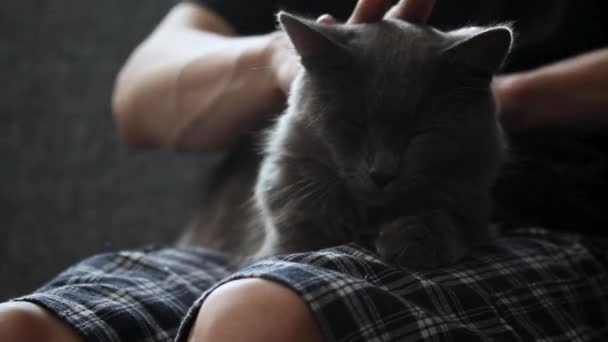 un homme à genoux caressant un chat couleur cendres, - Séquence, vidéo