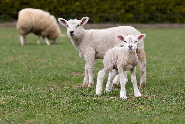 Cordeiro de ovelha branco flamengo no prado - Foto, Imagem