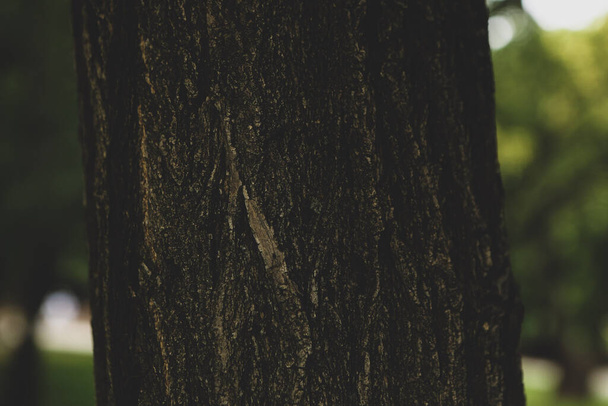 Embossed texture of the brown bark of a tree - Fotó, kép