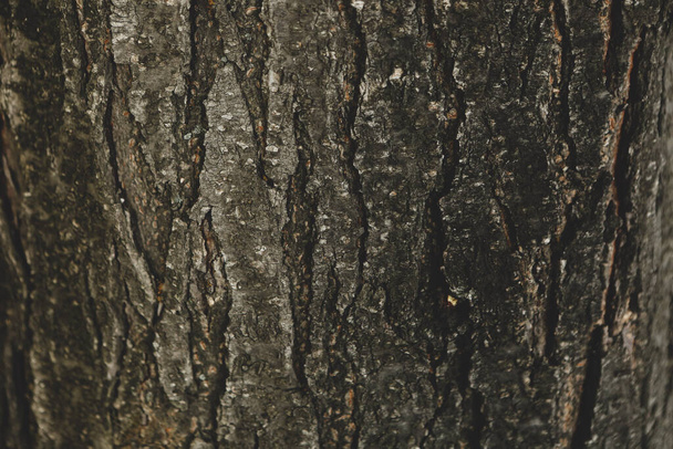 Bedrukte textuur van de bruine schors van een boom - Foto, afbeelding