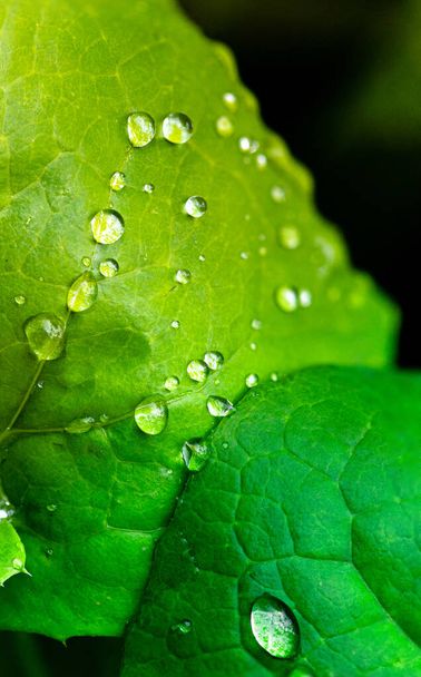 A vertical closeup of the green leaves with water drops. - Fotó, kép