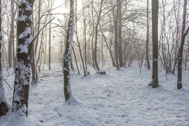 winterbos met sneeuw en fo - Foto, afbeelding