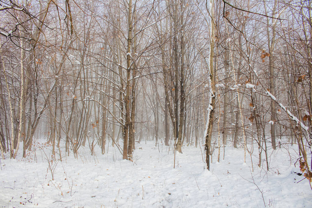 winter forest with snow and fo - Фото, зображення