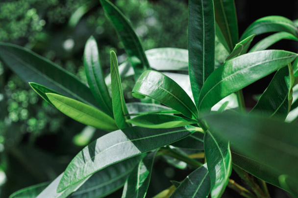 A closeup of green oleander plant leaves in a garden - Photo, Image