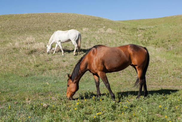 A couple of horses grazing on grassy field set on a slope - Фото, зображення