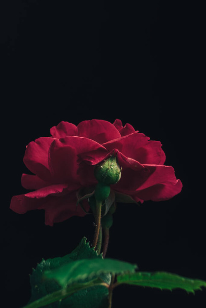 Beautiful young fresh roses. Black background. Close up of a one of red rosesin. - Foto, imagen