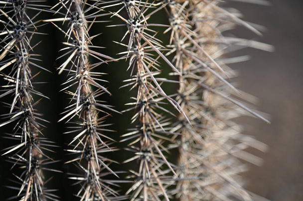 A Closeup of Barrel Cactus - Φωτογραφία, εικόνα