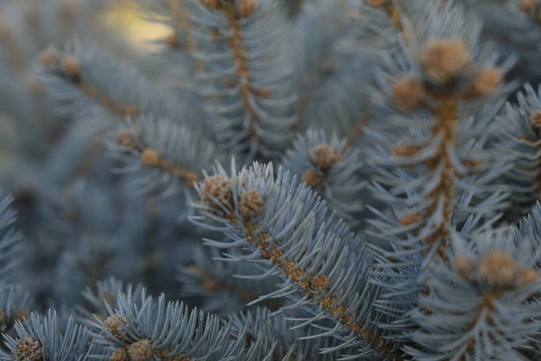 Coniferous blue tree, picea pungens, selective focus, close up - Foto, immagini