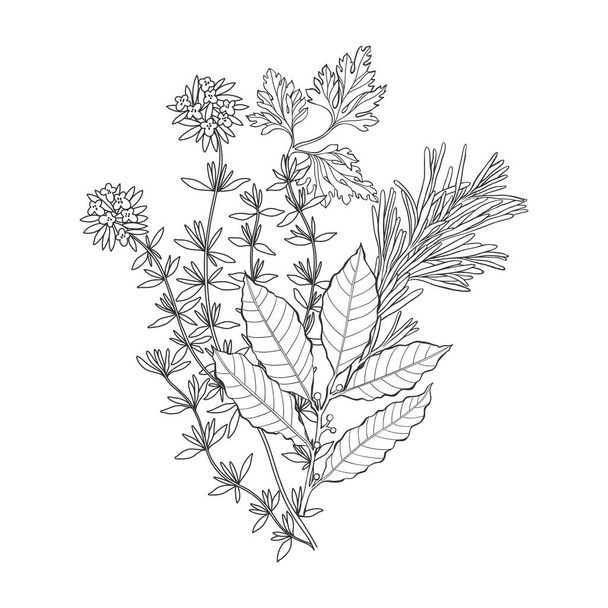 Spicy herbs. Hand-drawn vector illustration. Element for design. Black and white. - Vetor, Imagem