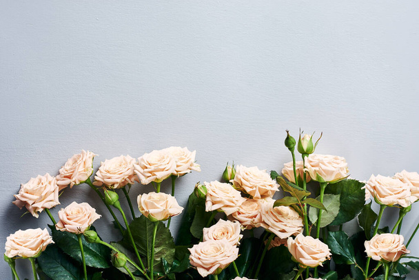 Περίγραμμα του μπεζ τριαντάφυλλα λουλούδια σε ένα γκρι, μπλε φόντο. - Φωτογραφία, εικόνα