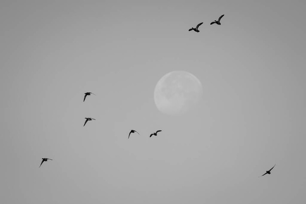 Csorda kacsák repülés közben a Hold a háttérben. - Fotó, kép