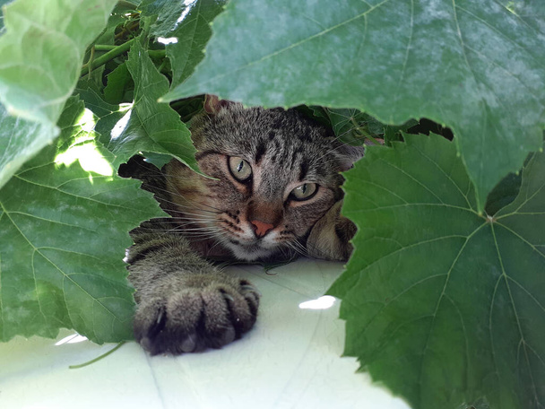 Молодой серый Тэбби кот расслабляется в листьях, крупным планом портрет - Фото, изображение