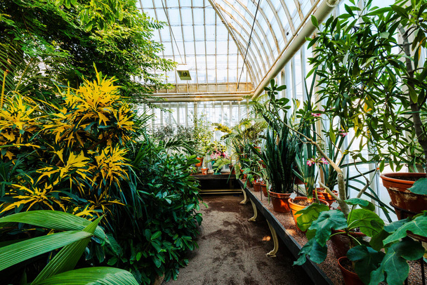 Glass greenhouse. The public Palm House, Garden Society in Gothenburg - Foto, imagen