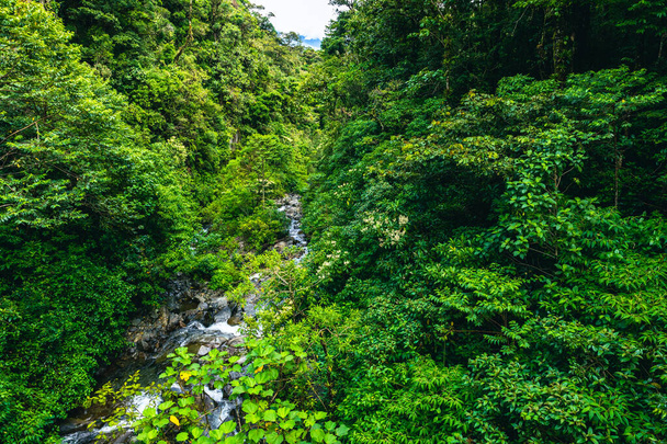Trail in Cloudforest in Costa Rica. Tropical Rainforest. - Foto, imagen