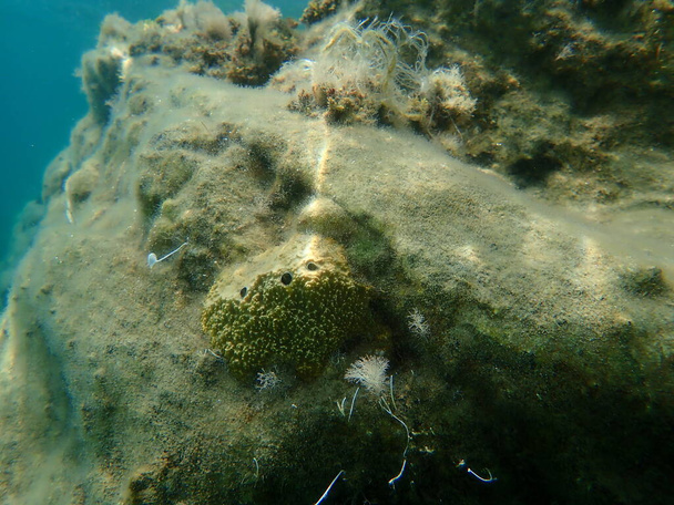 Kokuşmuş sünger (Sarcotragus fasciculatus) deniz altı, Ege Denizi, Yunanistan, Halkidiki - Fotoğraf, Görsel