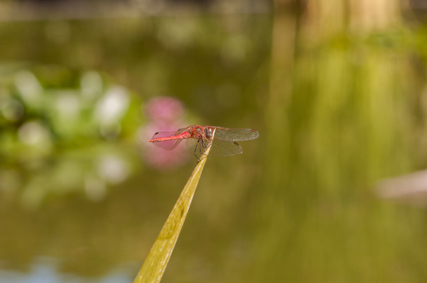 Color libélula roja
  - Foto, imagen