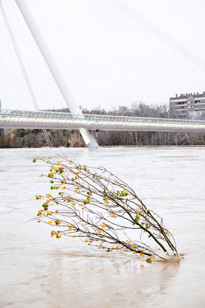 Vertical picture of a small tree covered by water due to river ebro flooding. Pasarela del Voluntariado bridge in the background. Barra storm cause damage all over Ebro riverbank in Spain - Foto, imagen