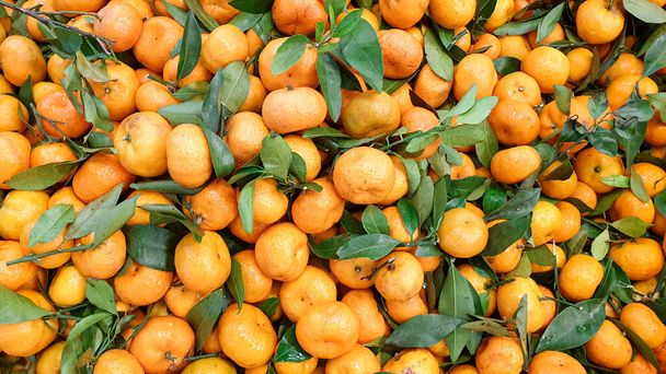 оранжевый или Citrus sp для обоев и фона. здоровые фрукты - Фото, изображение