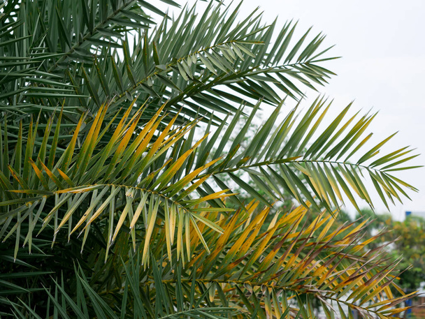 τα φύλλα του φοίνικα theophrasti δέντρο. η κρητική παλάμη - Φωτογραφία, εικόνα