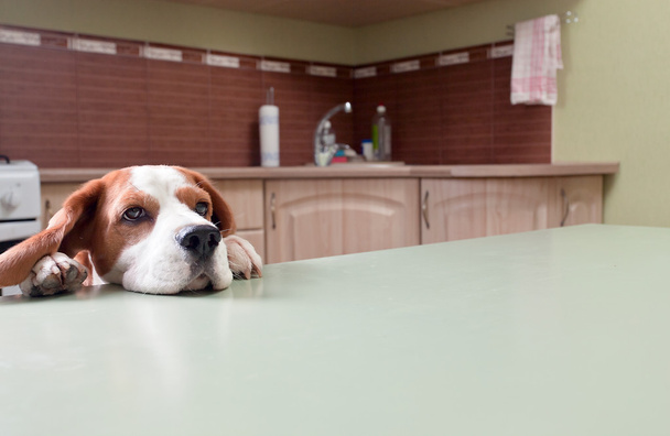 hond in afwachting van maaltijd - Foto, afbeelding