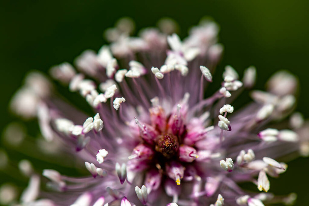 Плантаго медиа цветок растет на лугу - Фото, изображение