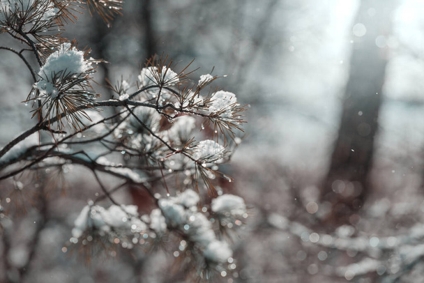Живописный заснеженный лес в зимний сезон. Хороший фон для Рождества. - Фото, изображение