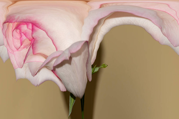 primer plano de hermosa flor de rosa sobre fondo borroso - Foto, Imagen
