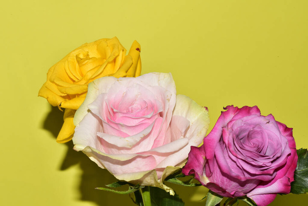 gyönyörű színes rózsák sárga háttér - Fotó, kép
