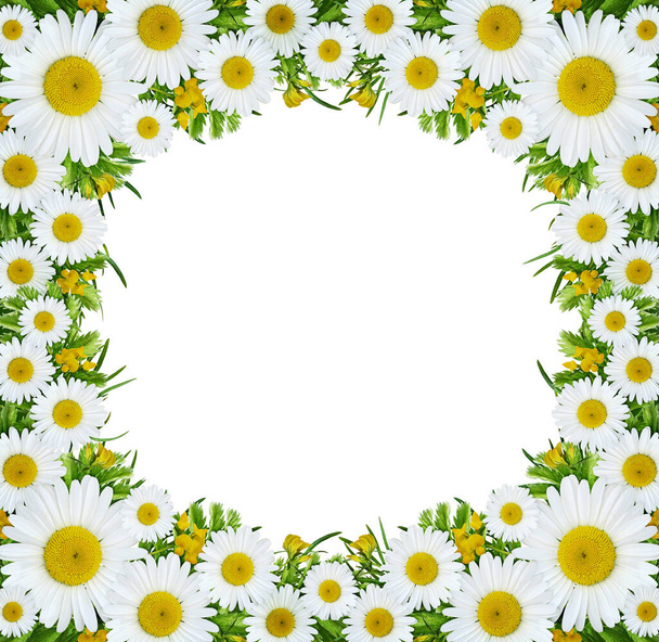 Wild flowers in square frame isolated on white background. Flat lay. Top view. - Zdjęcie, obraz