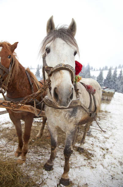 Horses in winter - Фото, зображення