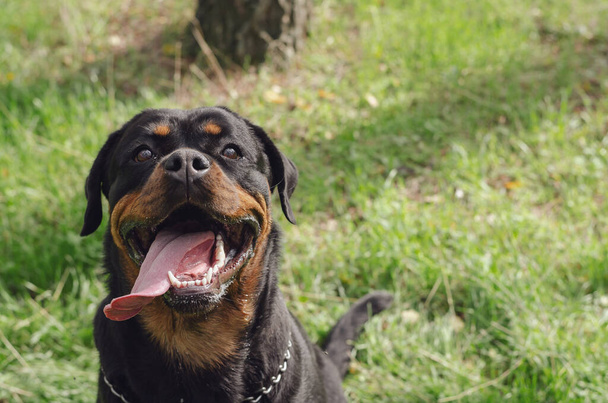 Szczęśliwy czarny pies. Portret kobiety Rottweiler podczas spaceru po parku dla psów. Zwierzęta domowe. Na zewnątrz. Skupienie selektywne. - Zdjęcie, obraz